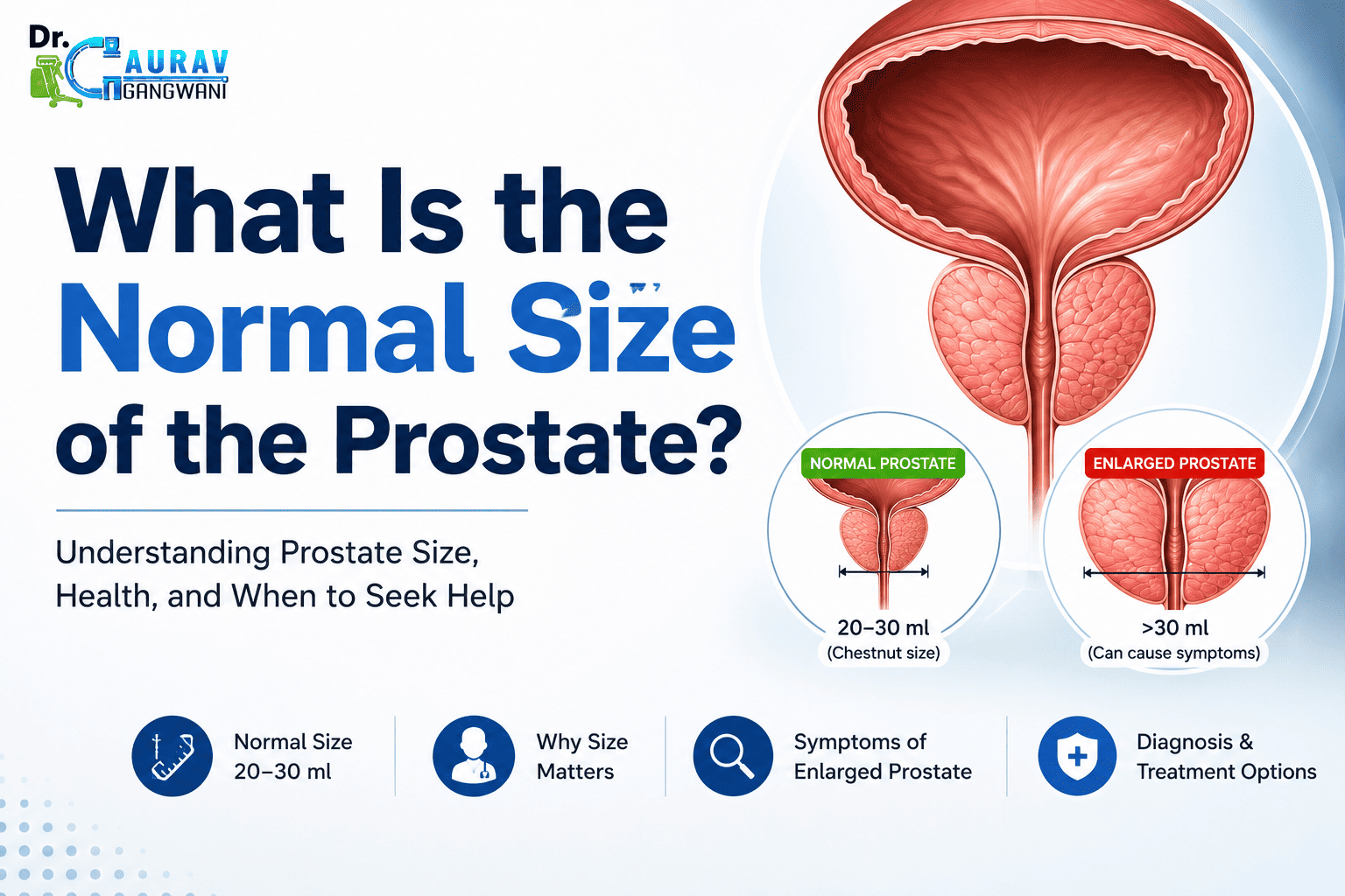 What Is the Normal Size of the Prostate?